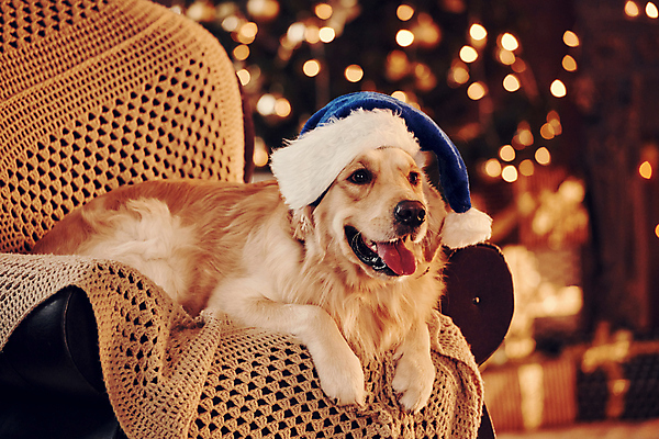 포토 JPG 해외이미지 한마리 크리스마스 의자 산타모자 실내 사람없음 아웃포커스 골든리트리버 강아지 보케 메롱 빛망울 해외202309 해외포토 모자_잡화 1 기념일 가구 모션 촬영기법 내부 빛 반려동물 개 리트리버 파일형식