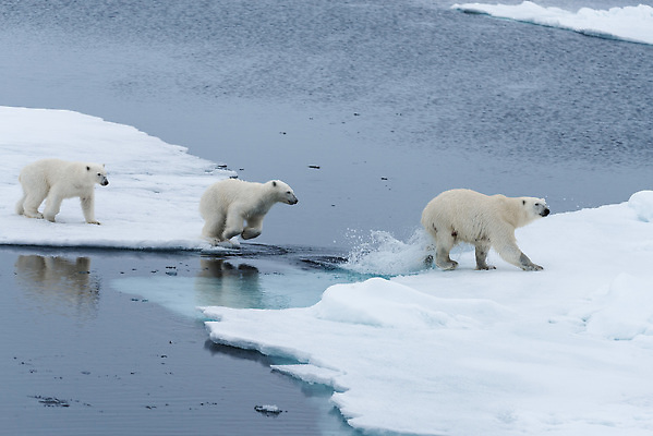 포토 JPG 해외이미지 야생동물 겨울 세마리 사람없음 걷기 추위 흰색 눈 북극 북극곰 빙하 건너기 해외202309 해외포토 자연요소 동물 계절 컬러 곰 모션 날씨 3 극지방 파일형식