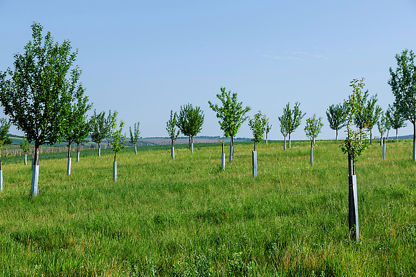 포토 JPG 해외이미지 나무 식물 계절 음식 잎 밭 농업 과일 자연 건강 사람없음 초록색 농장 정원 농사 봄 수확 성장 시골 신선 사과 과수원 유기농 원예 날것 숙성 해외202309 해외포토 웰빙 산업 컬러 취미 생태계 파일형식