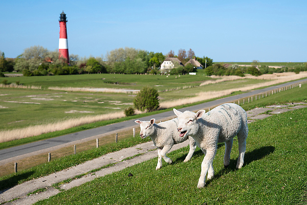 포토 JPG 해외이미지 동물 구름 유럽 여행 자연 하늘 등대 독일 항해 파노라마 풍경 사람없음 야외 건물 관광지 시골 양 네비게이션 랜드마크 명승지 해외202309 해외포토 자연요소 건축물 나라 배_교통 포유류 촬영기법 생태계 파일형식