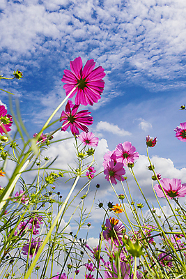 포토 JPG 해외이미지 식물 계절 꽃 백그라운드 태국 자연 하늘 사람없음 야외 가로 초록색 파란색 컬러풀 뷰티 환경 봄 벚꽃 신선 화단 해외202309 해외포토 아시아 컬러 생태계 파일형식