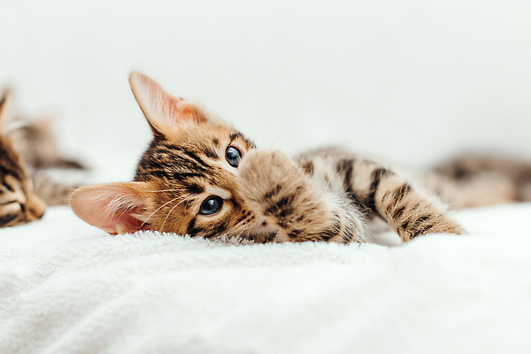 포토 JPG 해외이미지 동물 척추동물 응시 백그라운드 장난 포유류 가족 엄마 수염 주택 털 동양인 사람없음 반려동물 뷰티 머리 고양이 아기 신생아 점 그룹 황금 달콤 작음 모피 귀 슛 얼룩무늬 표범 기르기 혼자 순혈 해외202309 해외포토 시선 무늬 관계 사람 인종 건물 신체부위 맛 크기 돌봄 파일형식