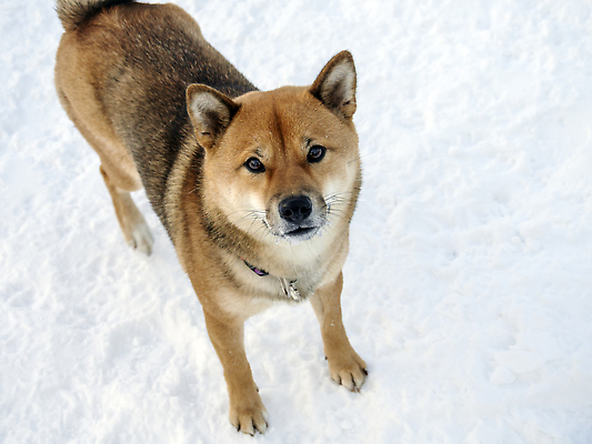 포토 JPG 해외이미지 동물 계절 공원 행복 백그라운드 겨울 포유류 가족 자연 날씨 털 사랑 사람없음 야외 빨간색 빛 반려동물 뷰티 갈색 걷기 일본 추위 흰색 개 숲 서리 송곳니 내추럴 기르기 유래 폭설 눈내림 순혈 해외202309 해외포토 공공시설 감정 아시아 컬러 관계 모션 눈_날씨 치아 자연재해 생태계 돌봄 파일형식