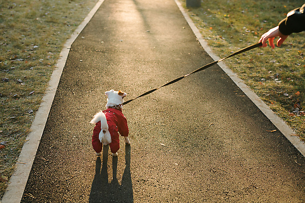 포토 JPG 해외이미지 주간 한마리 손 공원 반려견 야외 신체부위 반려동물 산책 산책로 강아지 목줄 잭러셀테리어 해외202309 해외포토 자연요소 동물 1 공공시설 길 휴식 사람 개 테리어 파일형식 반려용품