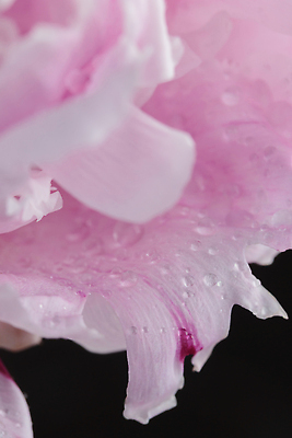 포토 JPG 해외이미지 식물 꽃 분홍색 컬러 꽃무늬 자연 휴가 선물 사랑 사람없음 뷰티 유행 어둠 낭만 벚꽃 신선 작약 정물화 어머니의날 미니멀리스트 해외202309 해외포토 기념일 감정 컨셉 무늬 그림 생태계 미국문화 파일형식