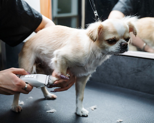 포토 JPG 해외이미지 손 신체부위 뷰티 귀여움 이발 치와와 다듬기 바리깡 해외202309 해외포토 컨셉 모션 사람 개 파일형식