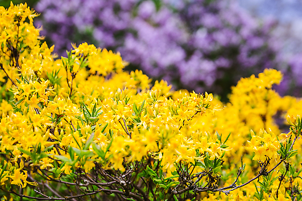 포토 JPG 해외이미지 나무 식물 계절 공원 꽃 컬러 백그라운드 잎 꽃무늬 자연 사람 사람없음 야외 장식 초록색 뷰티 노란색 정원 봄 놀이방 성장 벚꽃 업무 개화 배열 원예 식물원 조경 내추럴 벨로루시 심기 온실 해외202309 해외포토 공공시설 무늬 모션 취미 작업 생태계 파일형식