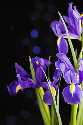 포토 JPG 해외이미지 잎 검은배경 사람없음 보라색 붓꽃 해외202309 해외포토 식물 꽃 컬러 백그라운드 검은색 파일형식