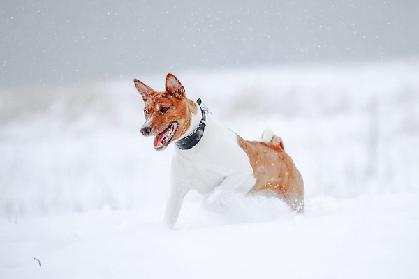 포토 JPG 해외이미지 동물 1 공원 행복 포즈 이동 십자가 밭 오렌지 놀이 건강 사람없음 야외 빨간색 반려동물 달리기 머리 걷기 에너지 흰색 개 기르기 동물상 복종 신앙심 유래 충실 콩고 순혈 해외202309 해외포토 공공시설 감정 컬러 컨셉 농업 과일 포유류 모션 아프리카 신체부위 조형물 돌봄 파일형식