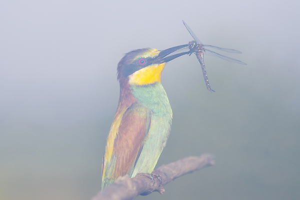 포토 JPG 해외이미지 나무 식물 동물 공원 꽃 야생동물 컬러 백그라운드 날개 자연 조류 생물 멕시코 사람없음 야외 빨간색 초록색 파란색 컬러풀 뷰티 갈색 노란색 환경 정원 검은색 봄 흰색 나뭇가지 숲 작음 깃털 꼬리 부리 내추럴 동물상 이국적 해외202309 해외포토 계절 공공시설 북아메리카 조형물 크기 생태계 파일형식