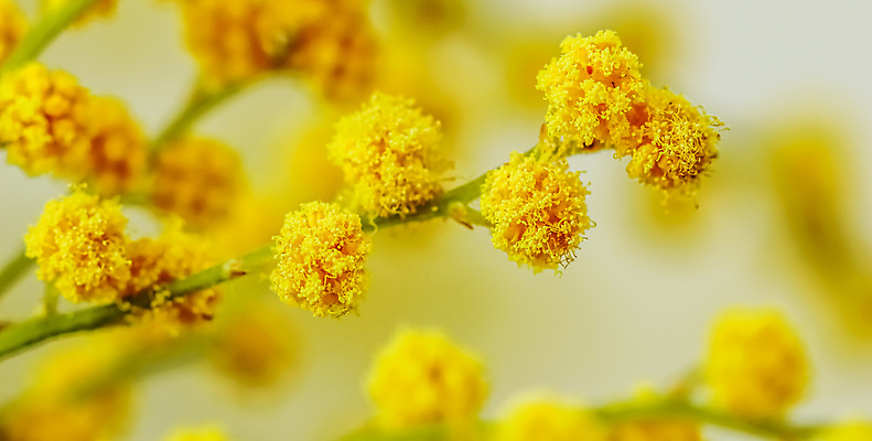 포토 JPG 해외이미지 식물 디자인 계절 꽃 컬러 꽃다발 백그라운드 컨셉 잎 꽃무늬 봄꽃 공 자연 휴가 선물 사랑 사람없음 장식 초록색 노란색 봄 기쁨 벚꽃 흰색 나뭇가지 신선 배열 흰배경 향기 냄새 솜털 아카시아 해외202309 해외포토 나무 감정 무늬 생태계 파일형식