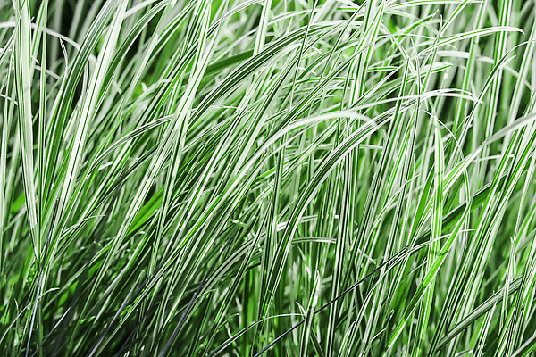 포토 JPG 해외이미지 식물 계절 컬러 백그라운드 꽃무늬 밭 자연 추상 휴가 사람없음 야외 장식 초록색 컬러풀 환경 정원 봄 줄무늬 회색 성장 흰색 신선 원예 부드러움 상록수 내추럴 해외202309 해외포토 꽃 무늬 농업 취미 감각 생태계 파일형식