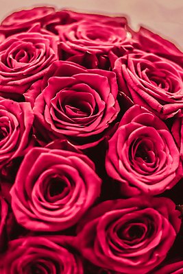 포토 JPG 해외이미지 분홍색 꽃다발 근접촬영 사람없음 장미 로맨틱 해외202309 해외포토 꽃 뷰포인트 컬러 컨셉 파일형식