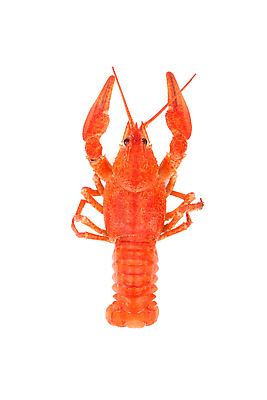 포토 JPG 해외이미지 동물 음식 백그라운드 조개 무척추동물 육류 갑각류 요리 사람없음 빨간색 껍질 흰색 가재 먹기 준비 고립 삶기 식품점 집게발 해외202309 해외포토 컬러 식재료 모션 어패류 상점 파일형식