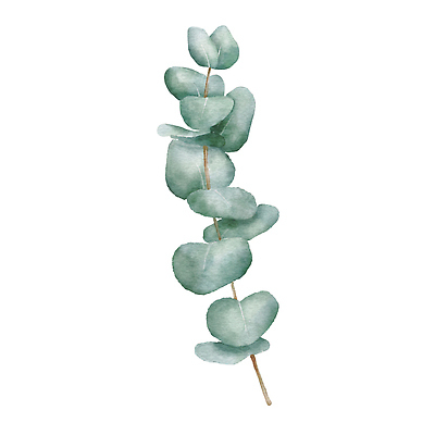 JPG 해외이미지 잎 일러스트 미술 사람없음 손그림 유칼립투스 해외202309 해외일러스트 식물 문화예술 파일형식