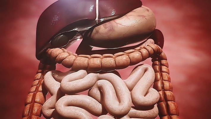 포토 JPG 해외이미지 디자인 교육 음식 과학 신체 일러스트 스트레스 건강 병원 사람 사람없음 파란색 학습 약 3D 고통 회색 환자 광선 오픈 뜨거움 지압 뇌 간 외과 광 해외202309 해외포토 감정 컬러 의학 마사지 장기_의학 디지털합성 파일형식