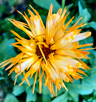 포토 JPG 해외이미지 식물 꽃잎 꽃 줄기 컬러 백그라운드 잎 꽃무늬 오렌지 자연 건강 사람없음 초록색 여름 컬러풀 뷰티 약 노란색 머리 정원 봄 활발 벚꽃 신선 개화 약초 허브 오브젝트 싱글 데이지 내추럴 금잔화 고립 해외202309 해외포토 계절 컨셉 무늬 과일 의학 신체부위 풀_식물 생태계 파일형식