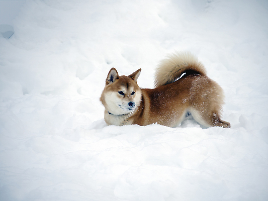 포토 JPG 해외이미지 겨울 사람없음 야외 설원 산책 추위 강아지 시바견 해외202309 해외포토 계절 휴식 눈_날씨 반려동물 개 파일형식