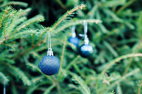 포토 JPG 해외이미지 나무 전통 디자인 계절 행복 백그라운드 크리스마스 겨울 공 자연 유리 휴가 새해 매달리기 선물 사람없음 장식 파란색 빛 쇼핑 장난감 크리스마스트리 축제 장식볼 나뭇가지 축하 소나무 신용카드 숲 12월 상록수 전나무 내추럴 여의주 가문비나무 국경 해외202309 해외포토 식물 기념일 감정 컬러 컨셉 모션 재질 금융 날짜 생태계 파일형식