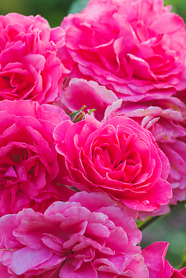 포토 JPG 해외이미지 식물 공원 꽃잎 꽃 분홍색 꽃다발 결혼 잎 꽃무늬 자연 휴가 발렌타인데이 선물 사랑 사람없음 야외 태양 뷰티 장미 정원 봄 낭만 벚꽃 흰색 신선 생일 개화 닫기 관목 원예 향기 내추럴 해외202309 해외포토 자연요소 나무 계절 공공시설 기념일 감정 컬러 컨셉 무늬 모션 데이이벤트 이벤트 취미 생태계 냄새 파일형식