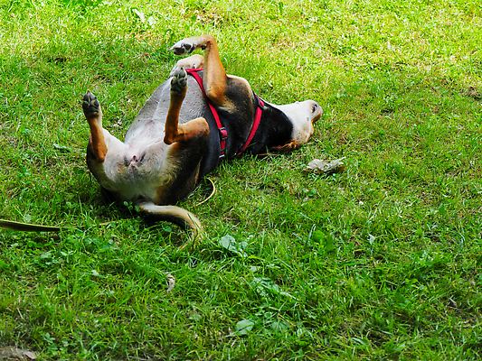 포토 JPG 해외이미지 동물 한마리 공원 행복 백그라운드 장난 포유류 모션 자연 털 건강 관리 사람없음 야외 가로 초록색 반려동물 컬러풀 눕기 햇빛 자유 표현 유머 개 모피 즐거움 송곳니 동반자 혼혈 해외202309 해외포토 1 공공시설 감정 컬러 컨셉 태양 치아 생태계 다문화 파일형식