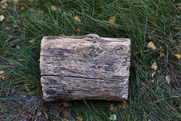 포토 JPG 해외이미지 나무 식물 1 계절 산업 지구 벽 백그라운드 패턴 부분 자연 표면 날씨 추상 사람없음 야외 목재 초록색 쌓기 환경 흙 줄무늬 회색 성장 반지 뜨거움 원형 거친 닫기 큼 자르기 에코 벽난로 질감 슬라이스 통나무 유지 거짓말 뒤뜰 땅바닥 생태학 해외202309 해외포토 도형 교육 컬러 무늬 재료 장신구 모션 바닥 크기 생태계 파일형식