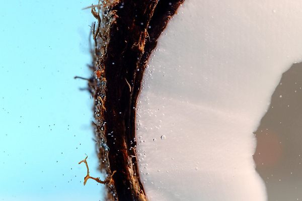 포토 JPG 해외이미지 음료 음식 백그라운드 컨셉 다이어트 과일 재료 자연 건강 손바닥 요리 사람없음 갈색 주스 거품 우유 견과류 껍질 흰색 신선 오픈 닫기 떨어짐 자르기 먹기 오브젝트 날것 코코넛 내추럴 숙성 이국적 맛있는 해외202309 해외포토 손 컬러 모션 유제품 생태계 파일형식