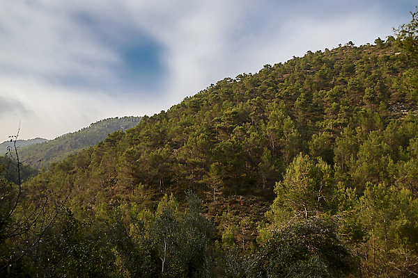 포토 JPG 해외이미지 나무 응시 계절 컬러 여행 잎 자연 아침 날씨 산 사람없음 가로 빛 컬러풀 햇빛 일출 침묵 안개 덮개 소나무 황무지 보호 저녁 숲 신비 속도 침엽수 내추럴 서쪽 울퉁불퉁 절정 수평선 카피스페이스 해외202309 해외포토 주간 식물 시선 컨셉 태양 노을 소리 공백 뚜껑 야간 방향 생태계 파일형식