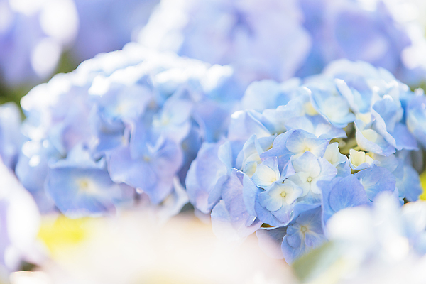 포토 JPG 해외이미지 사람없음 파란색 햇빛 수국 해외202309 해외포토 꽃 컬러 태양 파일형식