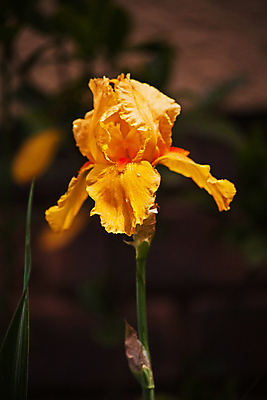 포토 JPG 해외이미지 식물 계절 공원 꽃잎 꽃 화초 컬러 꽃무늬 오렌지 자연 수염 사람없음 야외 장식 초록색 컬러풀 뷰티 노란색 환경 정원 봄 벚꽃 개화 숲 싱글 원예 식물원 뿌리 붓꽃 잡종 내추럴 해외202309 해외포토 공공시설 무늬 과일 취미 생태계 파일형식