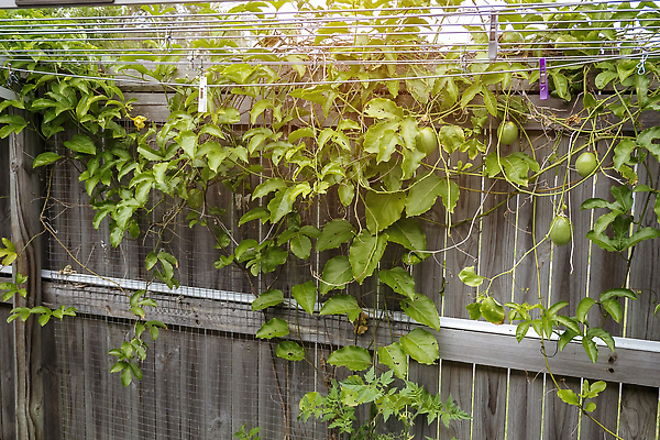 포토 JPG 해외이미지 나무 식물 옷 계절 공원 꽃 선 음식 백그라운드 잎 농업 과일 자연 건강 사람없음 야외 초록색 여름 뷰티 농장 환경 정원 봄 성장 신선 유기농 원예 열정 포도나무 내추럴 해외202309 해외포토 웰빙 공공시설 감정 산업 컬러 취미 과일나무 생태계 파일형식