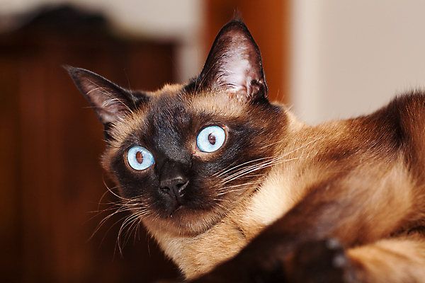 포토 JPG 해외이미지 동물 얼굴 백그라운드 장난 포유류 태국 털 사람없음 파란색 반려동물 뷰티 갈색 귀여움 고양이 흰색 작음 솜털 노려봄 기르기 유래 순혈 해외202309 해외포토 아시아 컬러 컨셉 표정 신체부위 크기 돌봄 파일형식