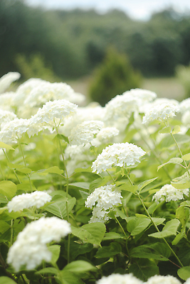 포토 JPG 해외이미지 식물 계절 공원 꽃잎 꽃 꽃다발 백그라운드 잎 꽃무늬 자연 사람없음 장식 컬러풀 뷰티 환경 정원 낭만 벚꽃 인사 신선 신용카드 개화 우아함 배열 묘사 원예 질감 향기 부드러움 수국 내추럴 파스텔톤 몽환 해외202309 해외포토 공공시설 컬러 컨셉 무늬 취미 금융 예절 감각 생태계 냄새 파일형식