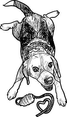 EPS 해외이미지 동물 영어 행복 일러스트 장난 공 자연 놀이 건강 여름 반려동물 장난감 개 강아지 스케치 비글 송곳니 벡터 순혈 해외202309 해외일러스트 문자 계절 감정 포유류 미술 치아 생태계 파일형식