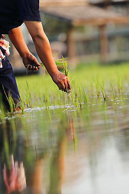 포토 JPG 해외이미지 손 한명 성인 신체부위 새싹 하반신 성장 쌀 농부 모내기 논밭 심기 성인한명만 해외포토 식물 직업 1 밭 농업 모션 곡류 논 사람 성인만 파일형식
