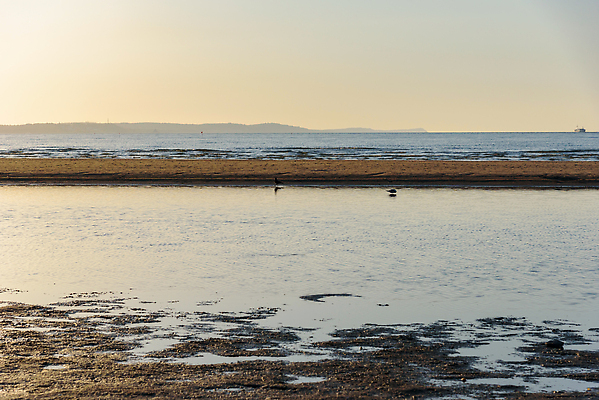 포토 JPG 해외이미지 모래 파도 바다 여행 조류 하늘 휴가 풍경 해변 사람없음 물 여름 파란색 모래사장 뷰티 노란색 맑음 일몰 거품 젖음 폴란드 발트해 수평선 비어있는 해외202309 해외포토 자연요소 동물 계절 유럽 컬러 날씨 북유럽 노을 파일형식