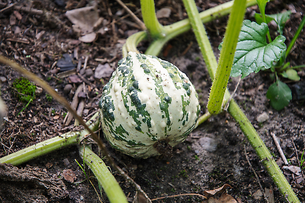 포토 JPG 해외이미지 나무 식물 계절 음식 줄기 백그라운드 잎 농업 채소 오렌지 과일 재료 자연 호박 매달리기 건강 사람없음 야외 장식 빨간색 초록색 여름 컬러풀 농장 노란색 정원 할로윈 수확 성장 나뭇가지 신선 달콤 상품 유기농 날것 박 스쿼시 10월 내추럴 숙성 온실 채식주의자 맛있는 해외202309 해외포토 웰빙 산업 스포츠 컬러 모션 구기 날짜 맛 생태계 채식 파일형식