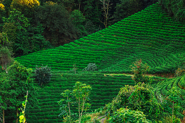 포토 JPG 해외이미지 나무 백그라운드 잎 밭 산 사람없음 초록색 농장 맑음 신선 녹차 유기농 해외202309 해외포토 식물 웰빙 컬러 농업 날씨 차_음료 파일형식
