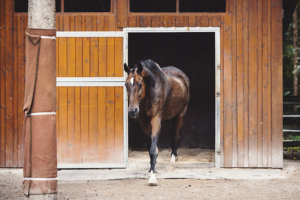 포토 JPG 해외이미지 동물 직업 라이프스타일 여자 행복 스포츠 밭 자연 안내 사람 이벤트 취미 사람없음 야외 여름 뷰티 농장 믿음 강사 경쟁 목장 산책 시골 승마 승차 쇼 과외 기르기 돌봄 라이더 지원 선두 해외202309 해외포토 계절 감정 컨셉 농업 모션 수업 휴식 생활 학습 생태계 파일형식