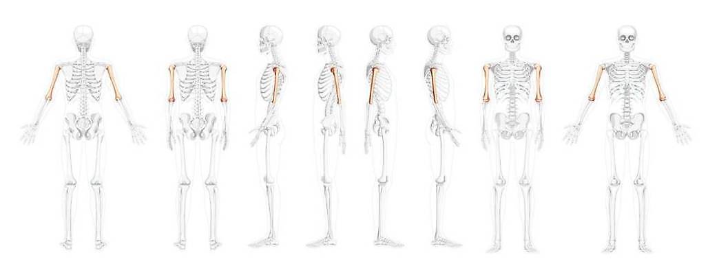 EPS 해외이미지 모델 디자인 여자 남자 과학 신체 일러스트 해부 뼈 골격 건강 사람 약 3D 조직 플랫 흉부 수집 척추 어깨 생물학 시스템 팔 고립 골절 궤 양발 벡터 해외202309 해외일러스트 교육 의학 신체부위 호흡기관 디지털합성 파일형식