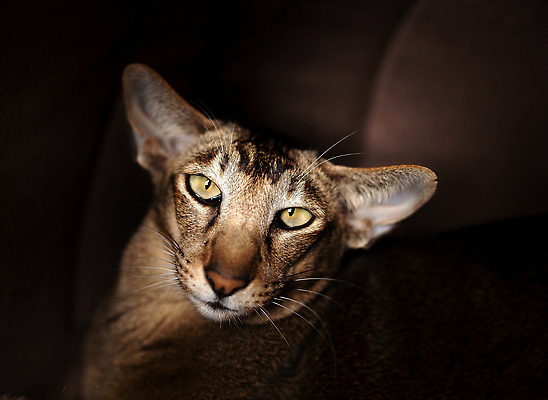 포토 JPG 해외이미지 동물 포유류 생물 발렌타인데이 대화 사람없음 반려동물 눕기 뷰티 카메라 고양이 꿈 거울 닫기 자르기 만족 코 주목 스라소니 안락 해외202309 해외포토 감정 컨셉 모션 데이이벤트 말하기 신체부위 전자제품 파일형식