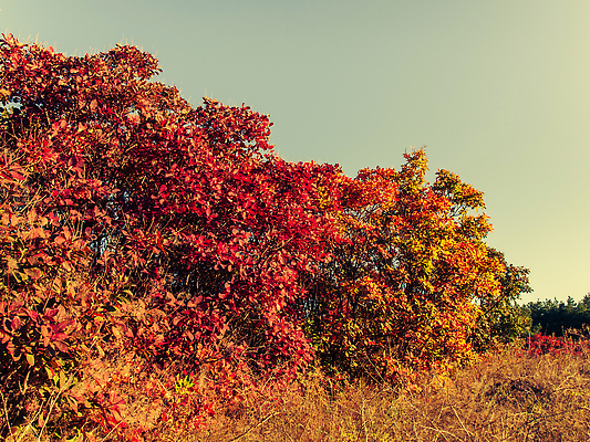포토 JPG 해외이미지 나무 계절 공원 컬러 백그라운드 단풍 잎 벤치 오렌지 자연 건조 사람없음 야외 목재 빨간색 초록색 빛 컬러풀 뷰티 갈색 노란색 황금 떨어짐 숲 장면 내추럴 땅바닥 해외202309 해외포토 식물 공공시설 컨셉 의자 과일 재료 바닥 생태계 파일형식