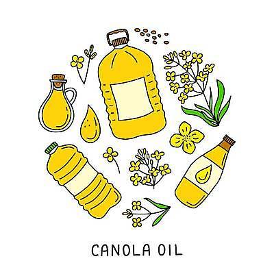 EPS 해외이미지 꽃 일러스트 사람없음 원형 낙서 오일 가득함 손그림 드로잉 오일병 카놀라 아기자기 해외202309 해외일러스트 도형 식물 음식 컨셉 미술 화장품 파일형식 벡터