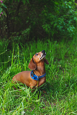 포토 JPG 해외이미지 동물 응시 공원 행복 장난 포유류 자연 털 건강 사람없음 야외 빨간색 여름 반려동물 뷰티 갈색 정원 봄 미니어처 개 달콤 강아지 작음 닥스훈트 사냥 사냥개 귀 송곳니 기르기 유래 순혈 해외202309 해외포토 시선 계절 공공시설 감정 컬러 신체부위 모형 맛 치아 크기 생태계 돌봄 파일형식
