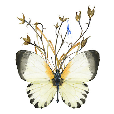 포토 JPG 해외이미지 식물 동물 템플릿 배너 야생동물 꽃다발 곤충 꽃무늬 밭 일러스트 자연 미술 사람없음 장식 뷰티 낭만 수확 죽음 숲 수집 허브 심볼 그림 에코 나방 비네팅 고딕 삼림지대 이국적 호박벌 현실 해외202309 해외일러스트 꽃 컨셉 무늬 농업 문화예술 촬영기법 환경 벌_곤충 생태계 파일형식