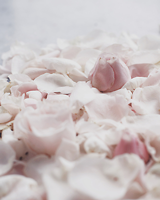 포토 JPG 해외이미지 꽃잎 백그라운드 자연 사람없음 장미 해외202309 해외포토 꽃 생태계 파일형식