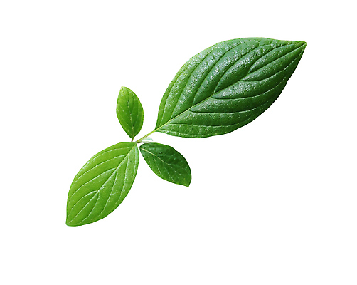 포토 JPG 해외이미지 나무 식물 계절 클리핑패스 컬러 백그라운드 컨셉 잎 패턴 자연 건강 사람없음 야외 목재 초록색 여름 환경 정원 봄 성장 벚꽃 나뭇가지 개화 숲 만족 원예 질감 정맥 산소 고립 생태학 해외202309 해외포토 교육 꽃 감정 무늬 재료 취미 원소 생태계 혈관 파일형식