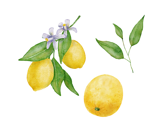 포토 JPG 해외이미지 식물 디자인 음식 컬러 백그라운드 잎 농업 다이어트 과일 일러스트 자연 수채화 귤 매달리기 건강 미술 사람없음 초록색 세트 컬러풀 페인트 주스 수확 성장 흰색 나뭇가지 신선 신용카드 달콤 맛 숲 다발 수집 레몬 가득함 메뉴 그림 유기농 질감 날것 라임 비타민 짐싸기 숙성 해외202309 해외일러스트 나무 웰빙 산업 음료 컨셉 모션 문화예술 금융 생태계 영양소 파일형식