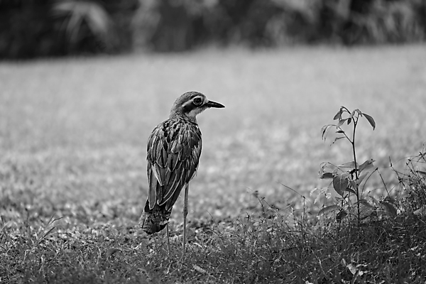 포토 JPG 해외이미지 나무 동물 야생동물 조류 종류 사람없음 갈색 소리 회색 호주 큼 깃털 변장 서식지 내추럴 해외202309 해외포토 식물 컬러 오세아니아 크기 파일형식