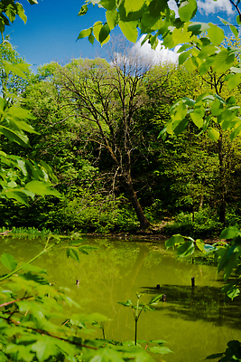 포토 JPG 해외이미지 나무 식물 계절 공원 길 호수 여행 백그라운드 자연 하늘 표면 풍경 사람없음 야외 목재 초록색 물 여름 파란색 강 뷰티 반사 환경 침묵 젖음 흐름 바위 전원 시골 연못 오염 습지 숲 땅 생태계 생물학 장면 내추럴 변소 삼림지대 우크라이나 해외202309 해외포토 자연요소 공공시설 교육 유럽 컬러 컨셉 재료 소리 전기에너지 파일형식